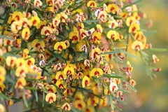 Bossiaea linophylla