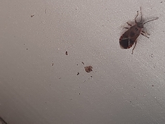 Arocatus melanocephalus