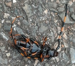 Trachyderes succinctus