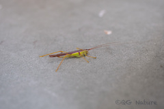Macroteratura megafurcula