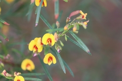 Bossiaea linophylla