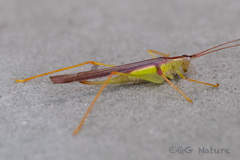 Macroteratura megafurcula