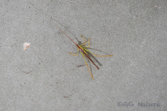 Macroteratura megafurcula