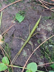 Lopaphus crishna