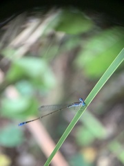 Nehalennia pallidula