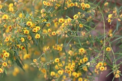 Bossiaea linophylla