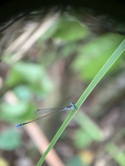 Nehalennia pallidula