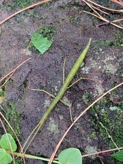 Lopaphus crishna