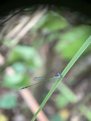 Nehalennia pallidula