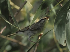 Phylloscopus borealis