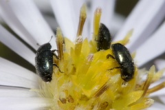 Brassicogethes aeneus