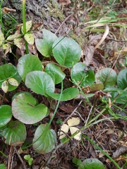 Pyrola asarifolia