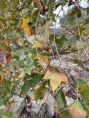 Platanus