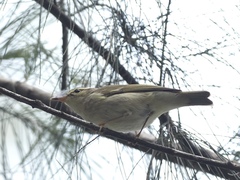 Phylloscopus borealis