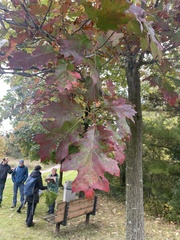 Quercus rubra