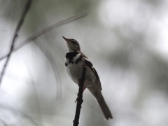 Dendronanthus indicus