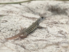 Leiolepis belliana