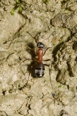 Formica rufibarbis