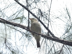 Phylloscopus borealis
