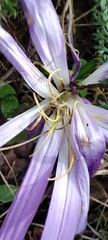 Colchicum montanum