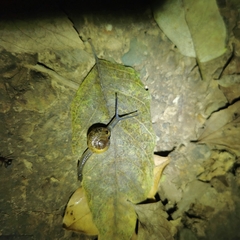Helicarionoidea
