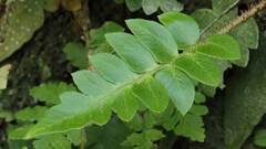 Polystichum lepidocaulon