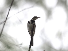 Dendronanthus indicus