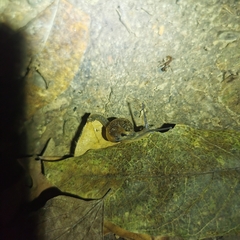 Helicarionoidea