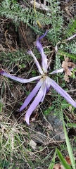 Colchicum montanum