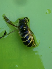 Vespula alascensis