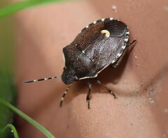 Holcostethus sphacelatus