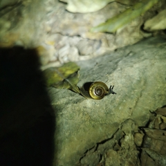 Helicarionoidea