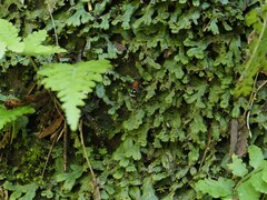 Trogaspidia lingnani