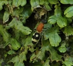 Trogaspidia lingnani