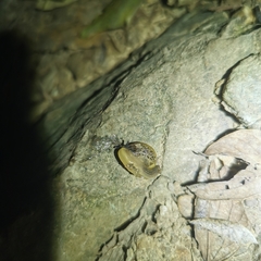 Helicarionoidea