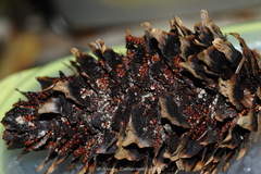 Pucciniastrum areolatum