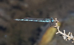 Austrolestes annulosus