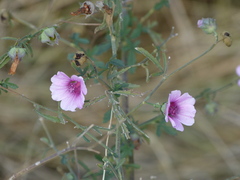Althaea