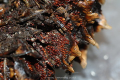 Pucciniastrum areolatum