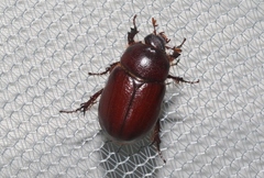 Oxygrylius ruginasus
