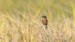 Saxicola stejnegeri