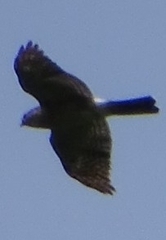 Accipiter gularis