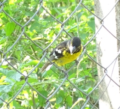 Pheucticus aureoventris