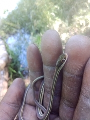 Thamnophis proximus rubrilineatus