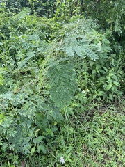 Leucaena
