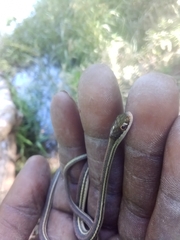 Thamnophis proximus rubrilineatus