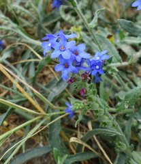 Anchusa