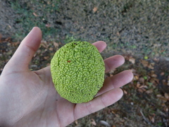Maclura