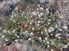 Heliotropium hirsutissimum