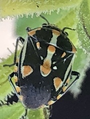Bagrada hilaris